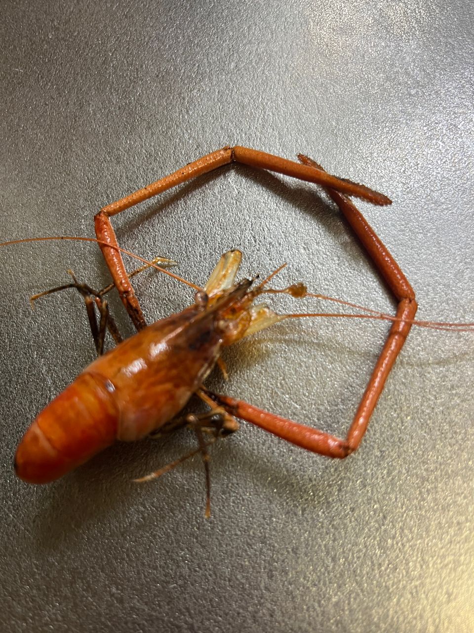 テナガエビ