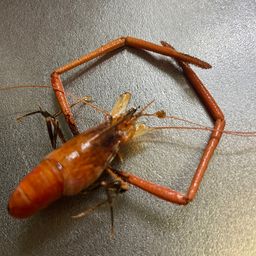 テナガエビ