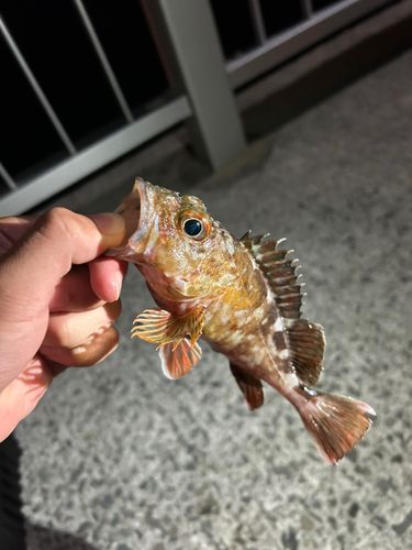 カサゴの釣果
