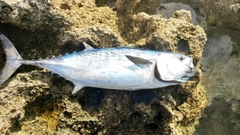 スマカツオの釣果