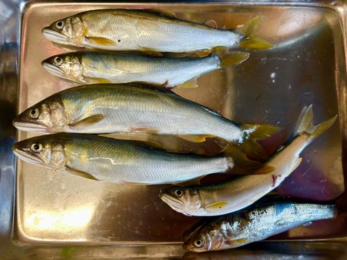 アユの釣果