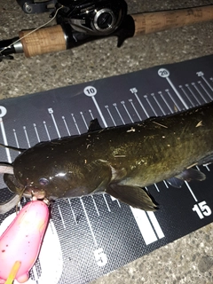 ナマズの釣果