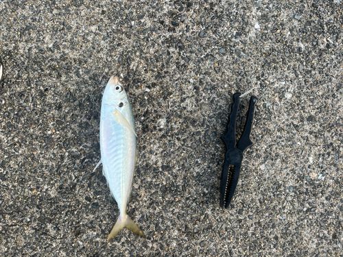マルアジの釣果