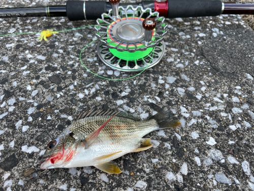 釣果