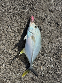 オニヒラアジの釣果