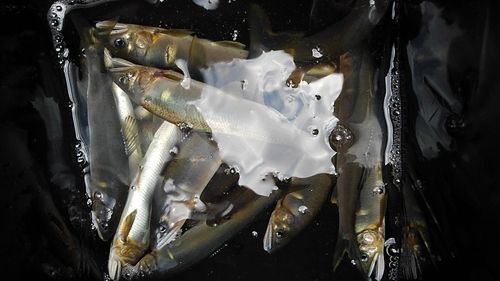 アユの釣果