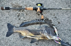 クロダイの釣果