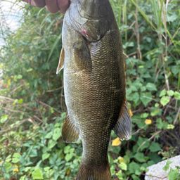 スモールマウスバス