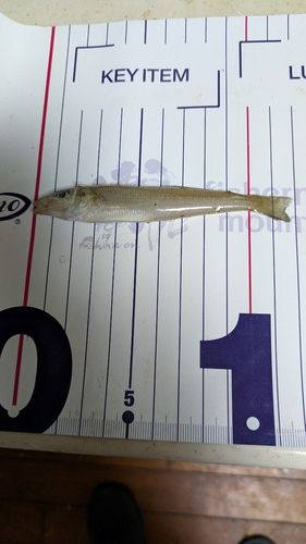 シロギスの釣果
