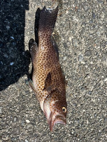 オオモンハタの釣果