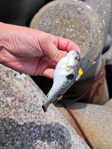 クサフグの釣果
