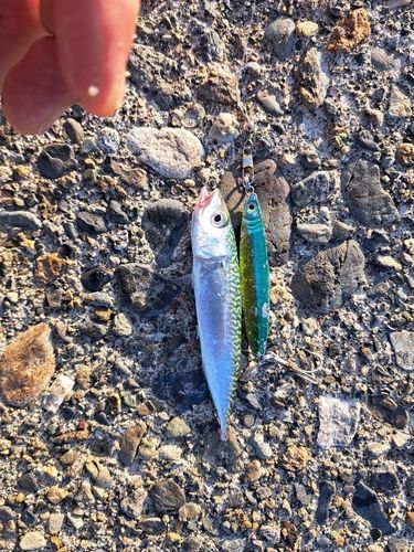 サバの釣果