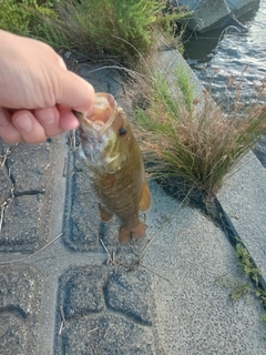 スモールマウスバスの釣果