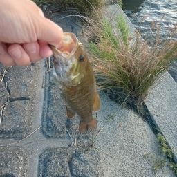 スモールマウスバス