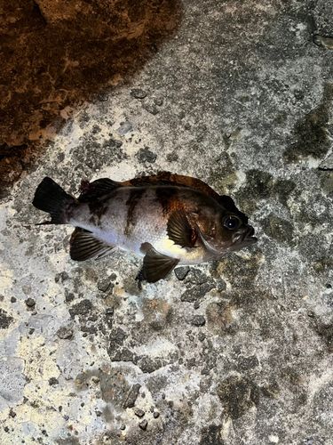 釣果