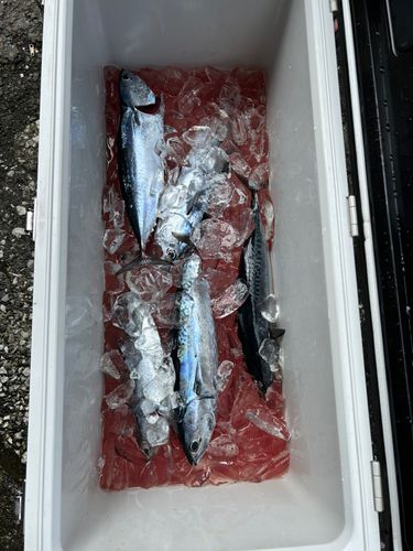 ソウダガツオの釣果