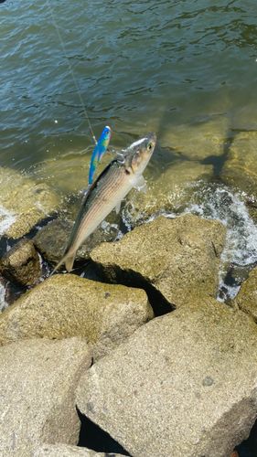 コノシロの釣果