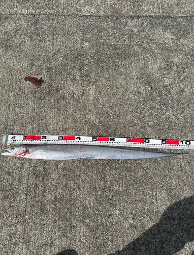 タチウオの釣果
