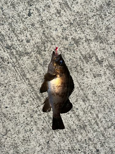釣果