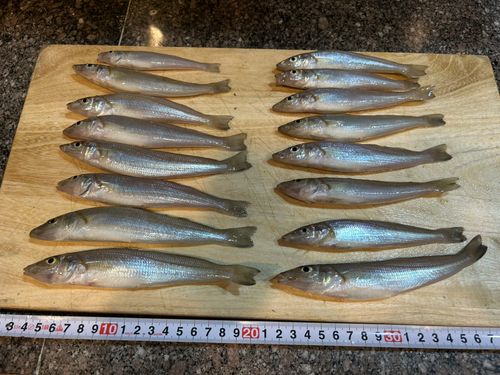 釣果