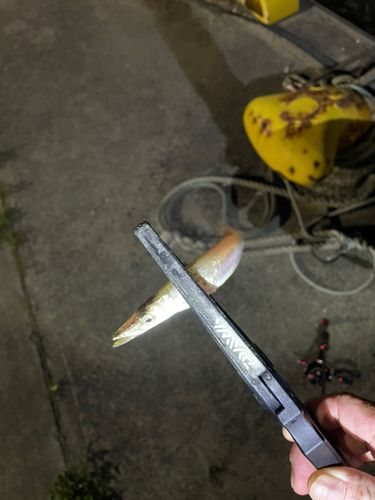 カマスの釣果