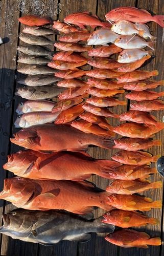 アカハタの釣果