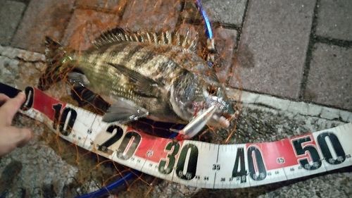 クロダイの釣果