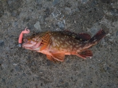 カサゴの釣果