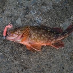 カサゴ