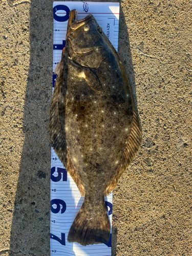 ヒラメの釣果