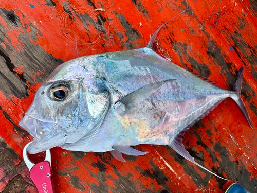 イトヒキアジの釣果