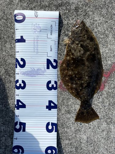 ヒラメの釣果