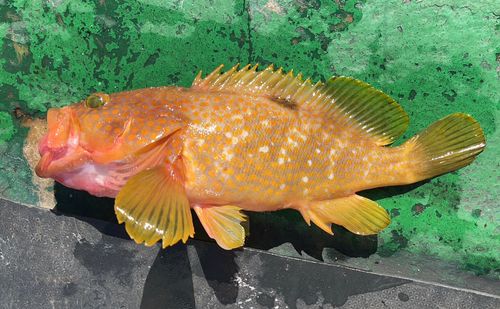 キジハタの釣果