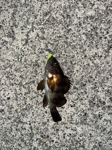 釣果