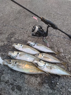 アジの釣果
