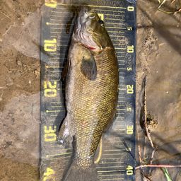 スモールマウスバス