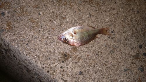 チャリコの釣果