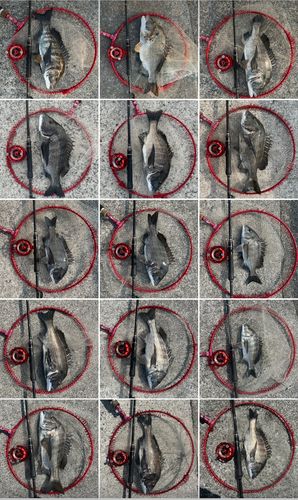 チヌの釣果