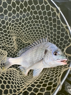キビレの釣果