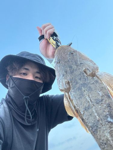マゴチの釣果