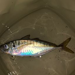 アジ