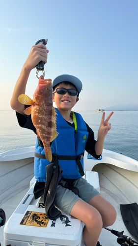 キジハタの釣果