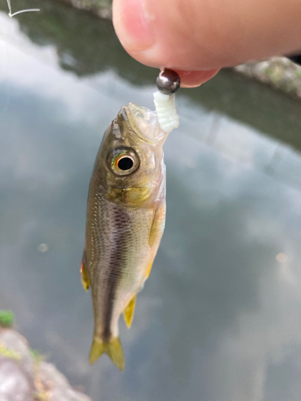 カワムツ