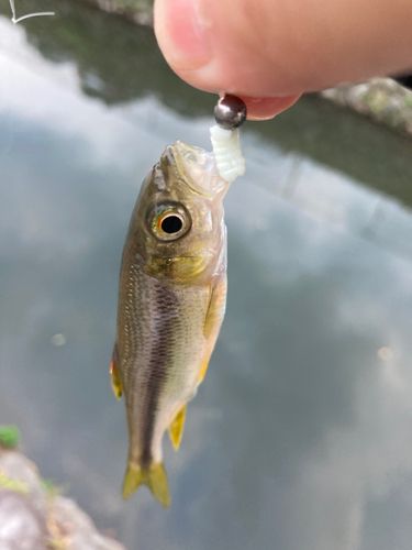 カワムツの釣果