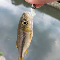 カワムツ