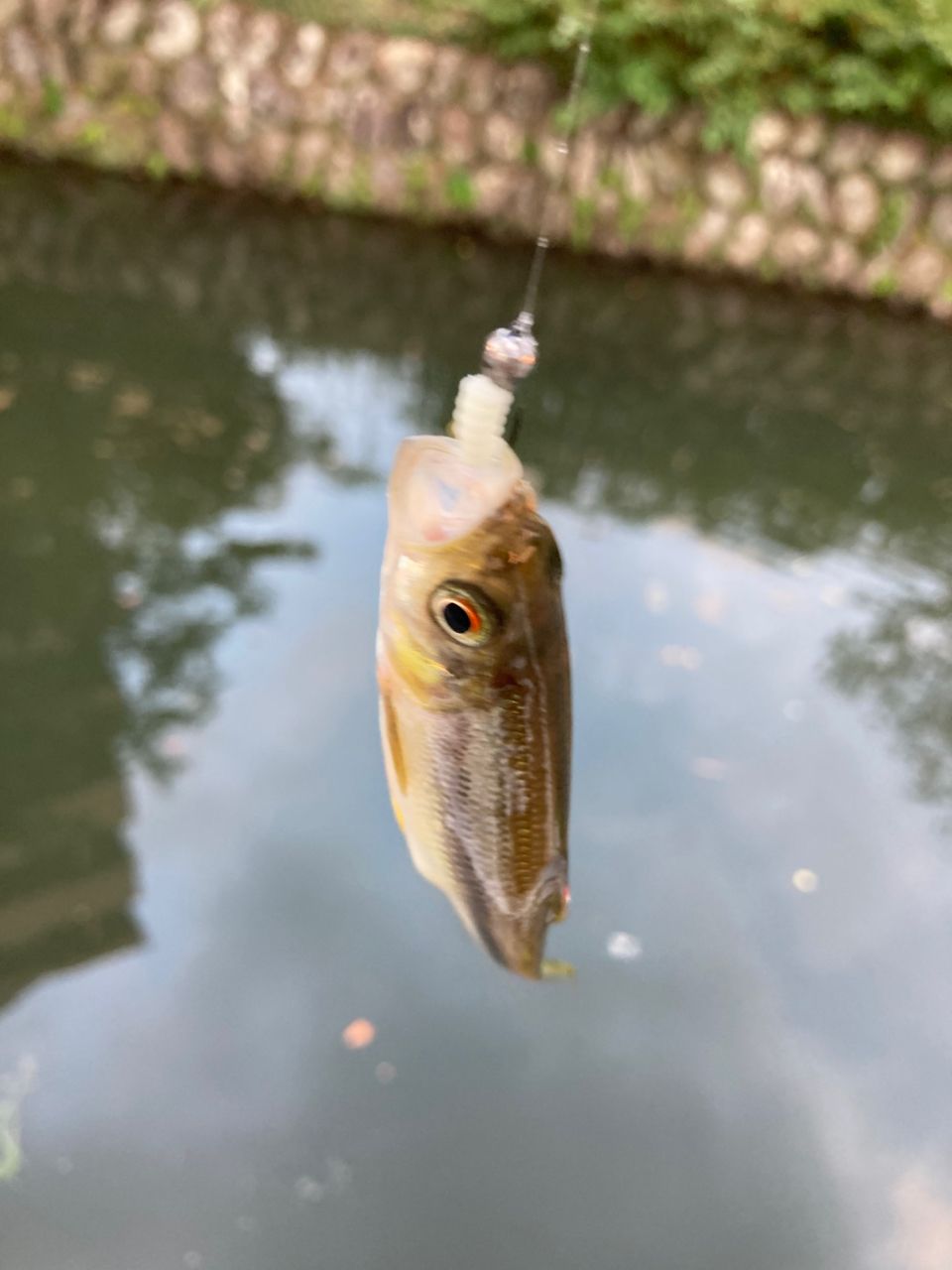 カワムツ