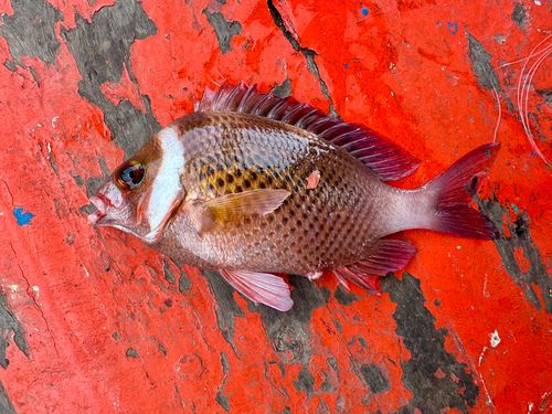 タマガシラの釣果