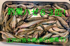 ハゼの釣果