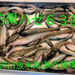 ハゼ