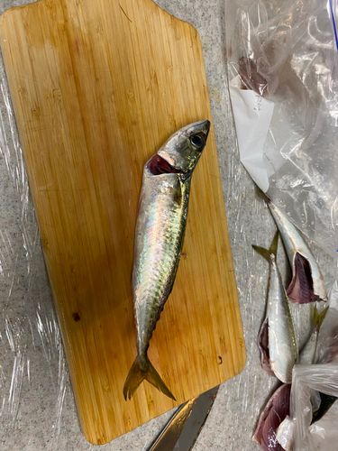 サバの釣果